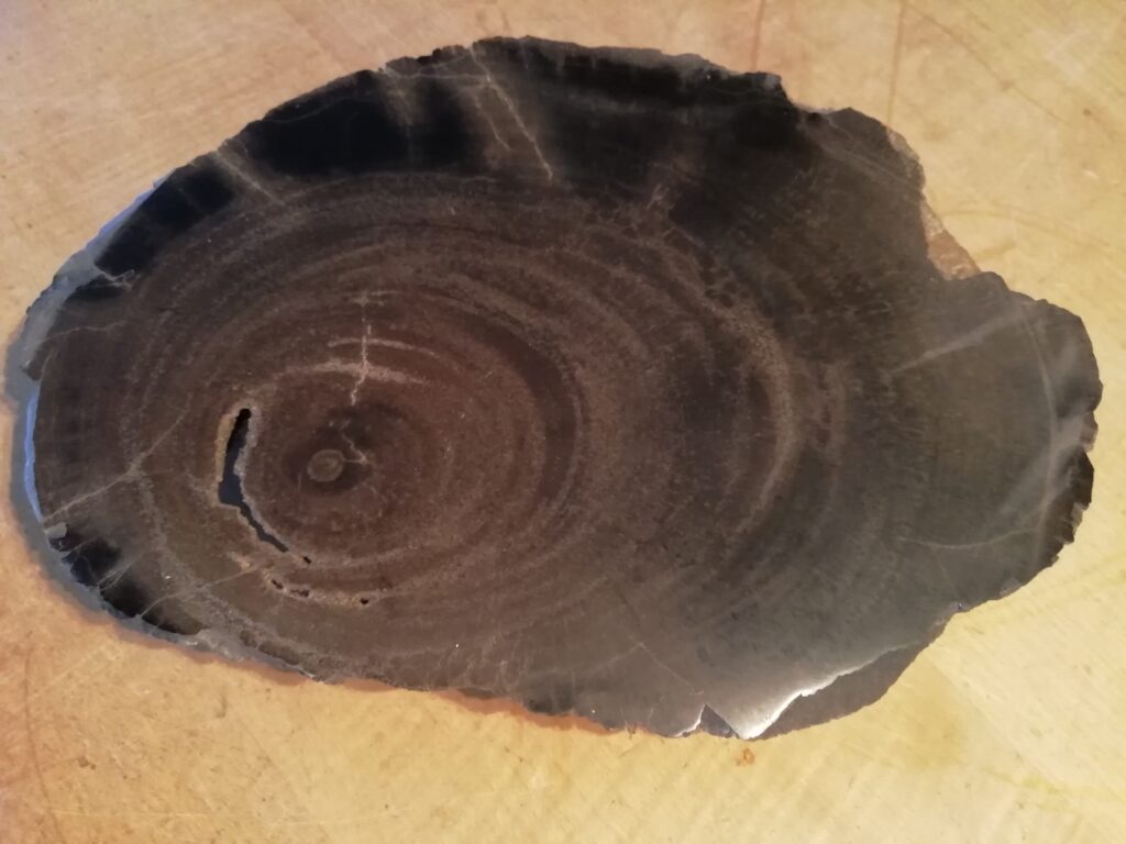 Fossile Eiche