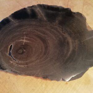 Fossile Eiche