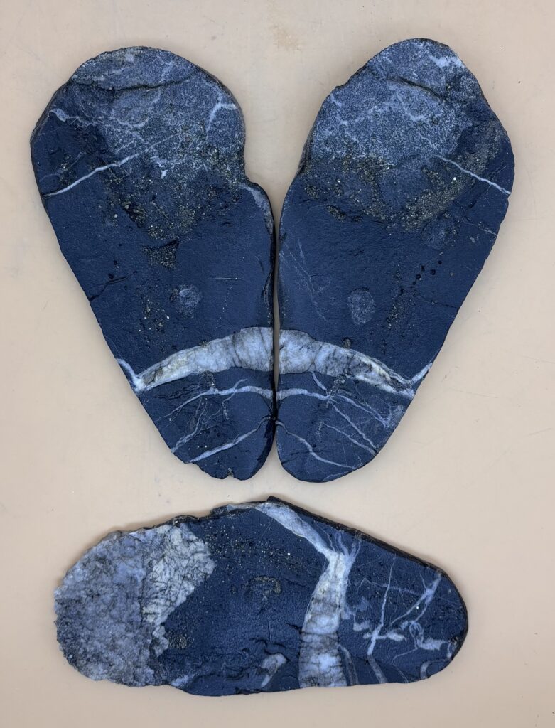 Nolla-Pyrit-Schiefer Fossil