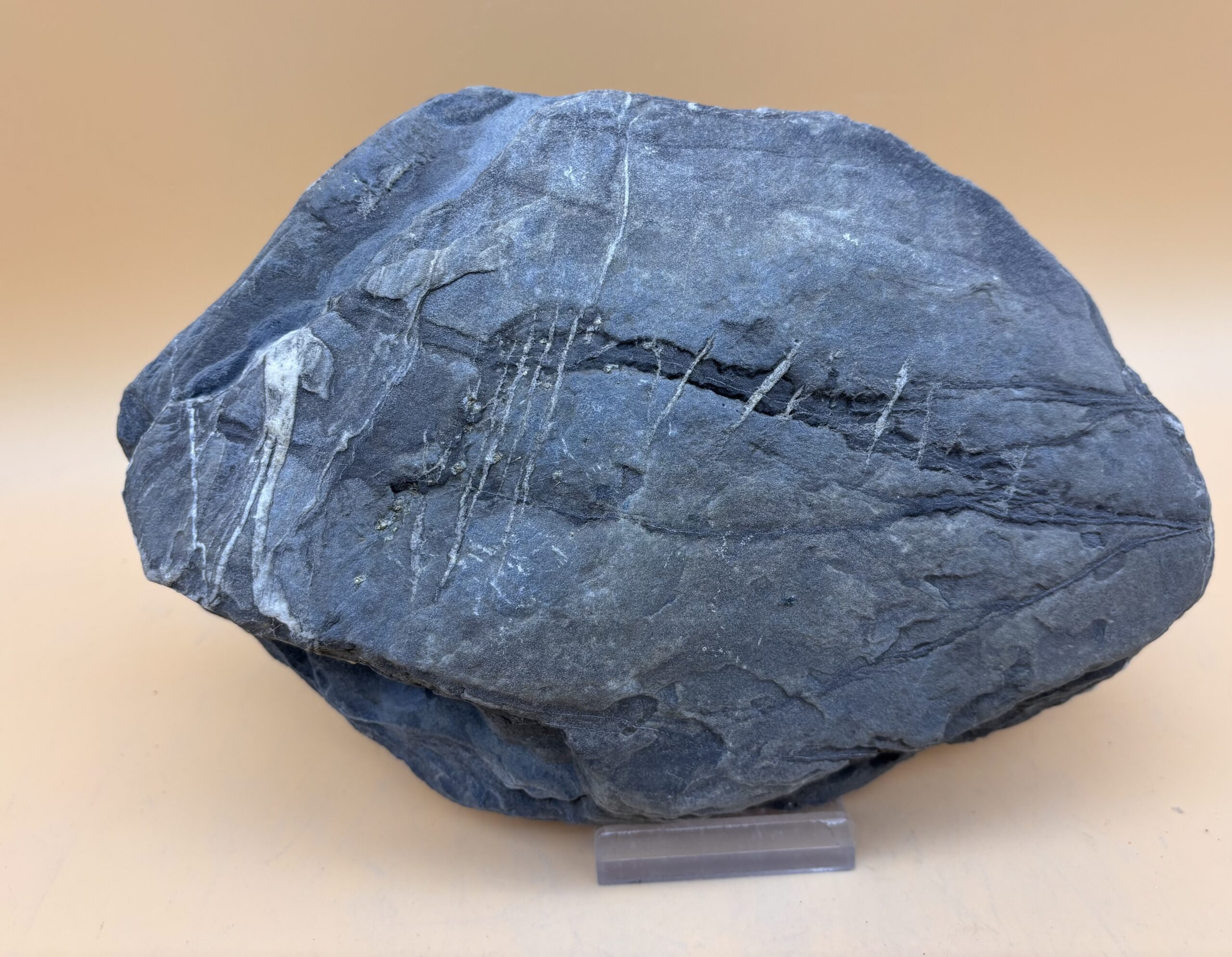 Nolla-Pyrit-Schiefer – Bild 2