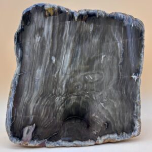 verkieseltes Holz