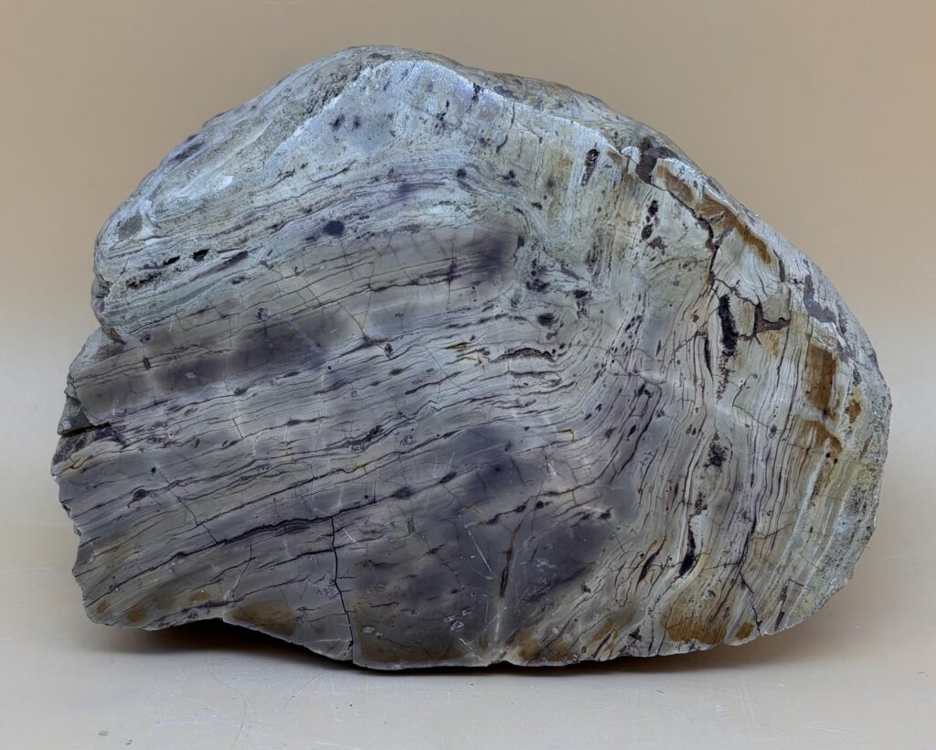 Stromatolith