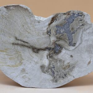 verkieseltes Holz