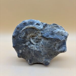 Ceratites Ammonit