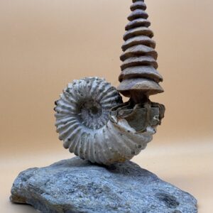 "Spiralis vitae"
