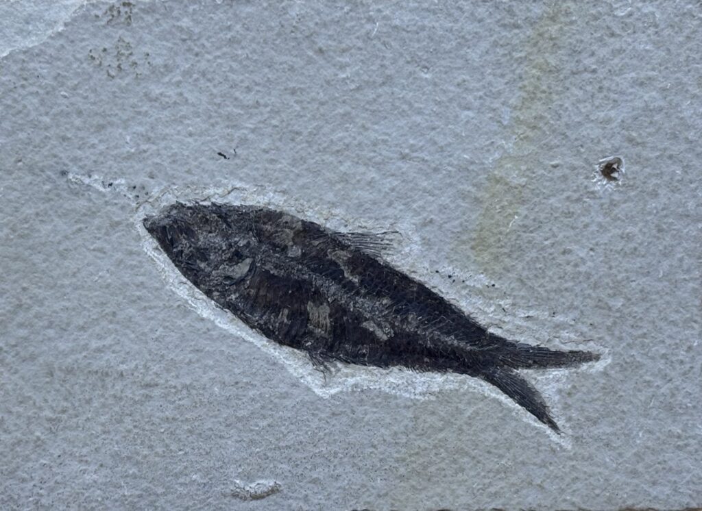 fossiler Fisch