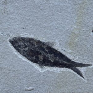 fossiler Fisch