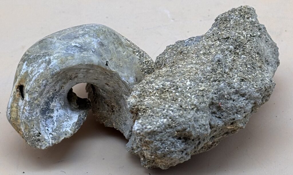 fossile Meeresschnecke Neuseeland