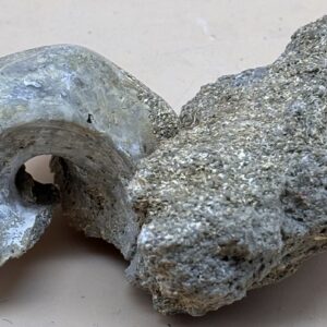 fossile Meeresschnecke Neuseeland
