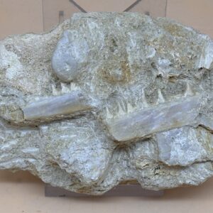 fossiler Unterkiefer