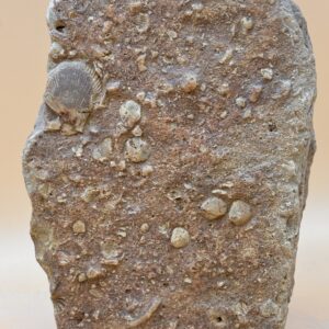 fossiler Meeresboden