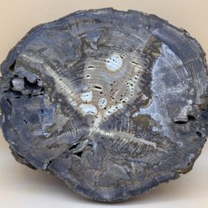 versteinerte Araucaria mirabilis