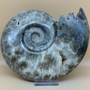 Phylloceras Ammonit