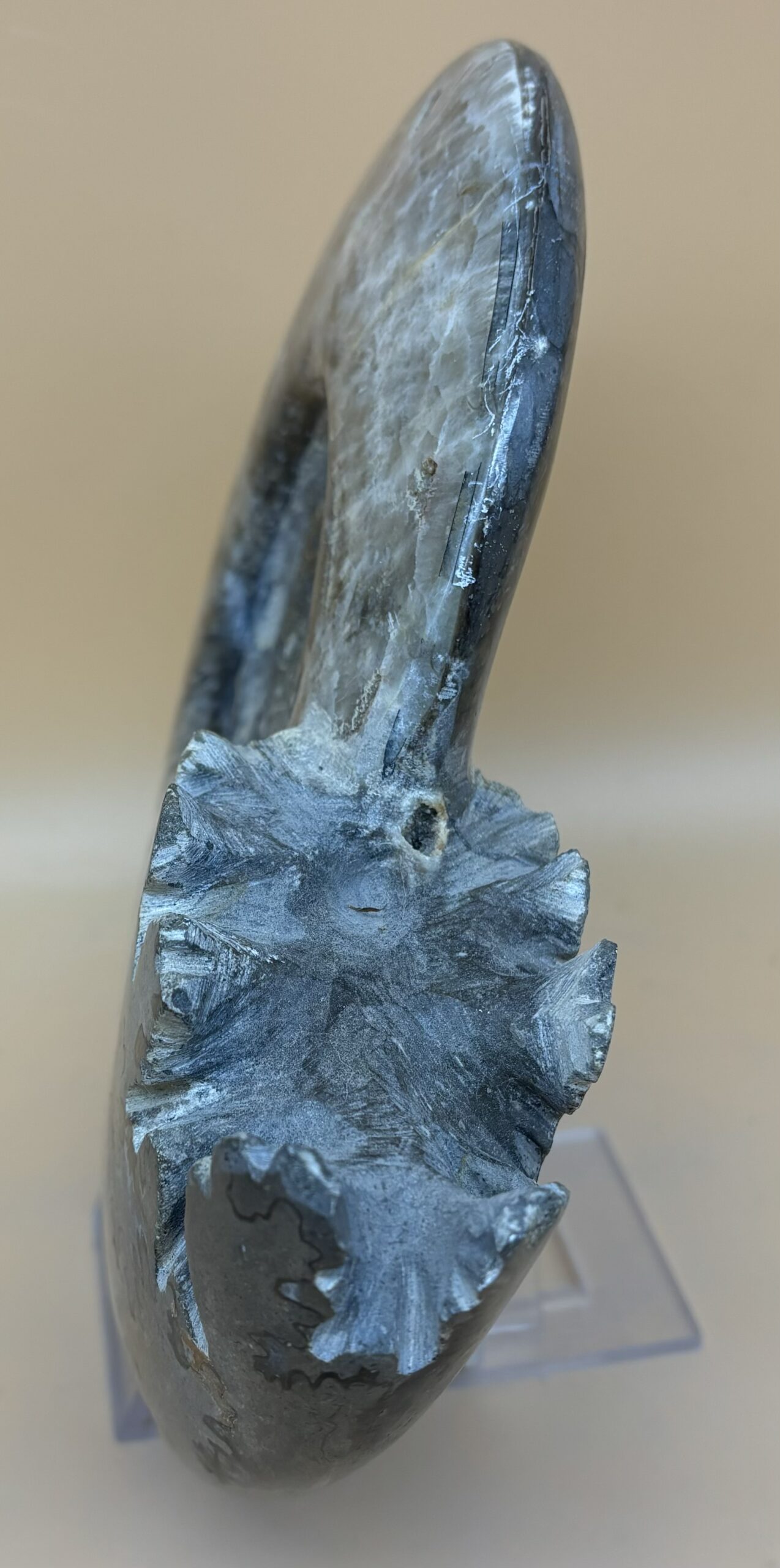 Phylloceras Ammonit – Bild 2