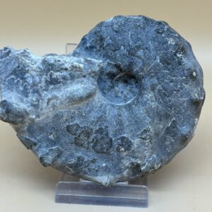 Ceratites Ammonit