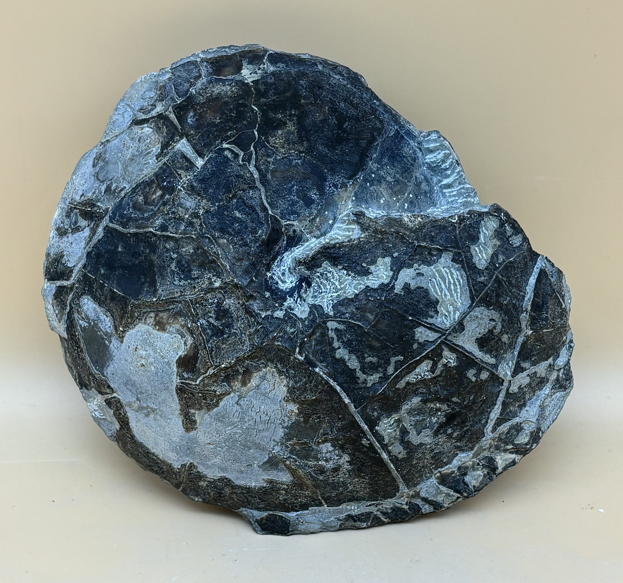 Diskuvelitis Ammonit – Bild 2