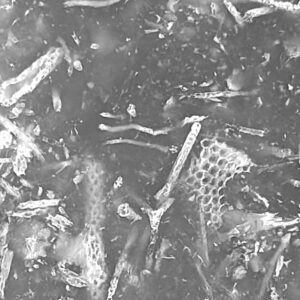 Fossile Kieselalgen