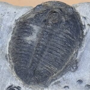 Trilobit