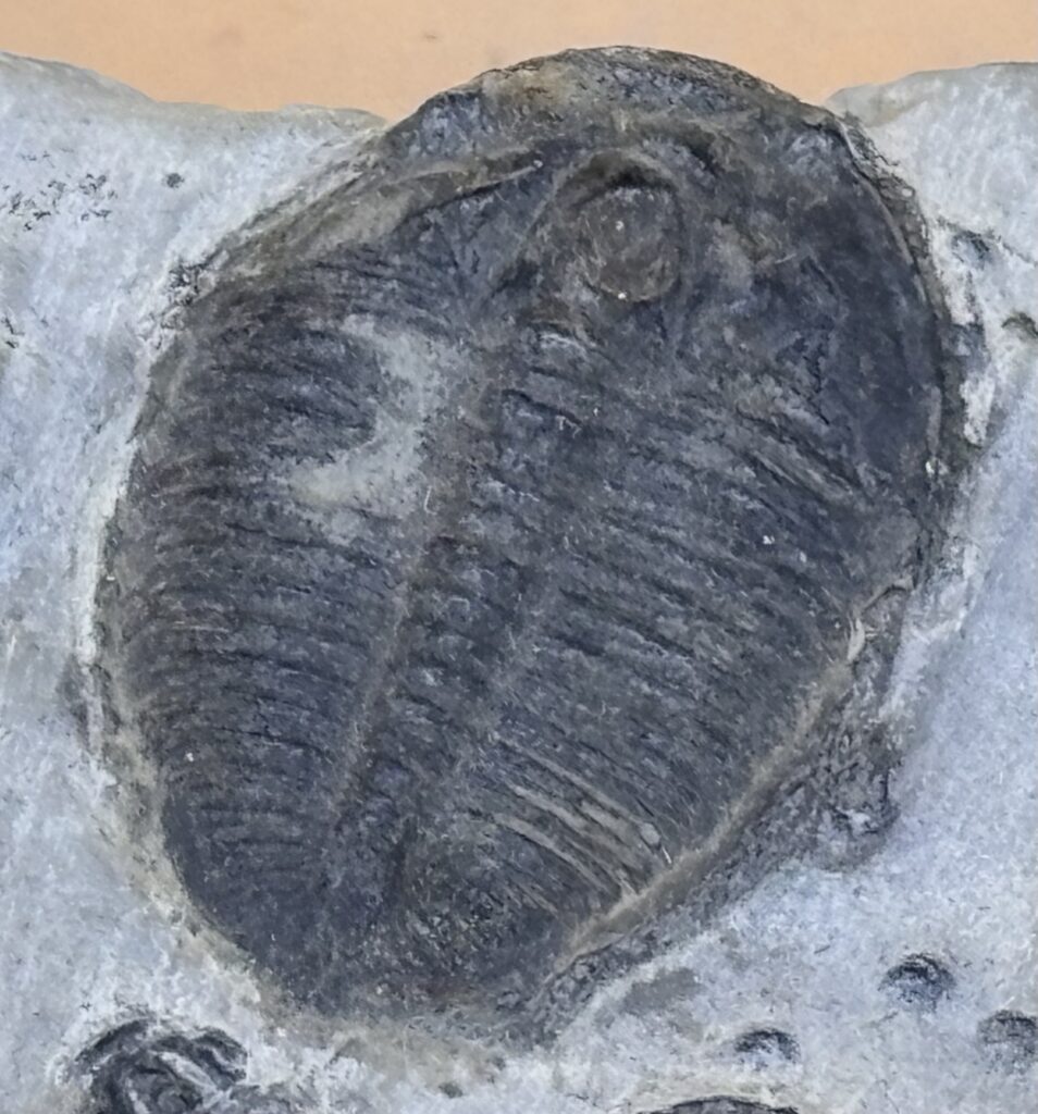 Trilobit
