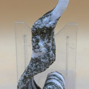 Goldmarmor Volute