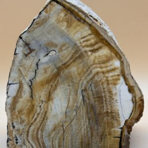 Opalisiertes Holz