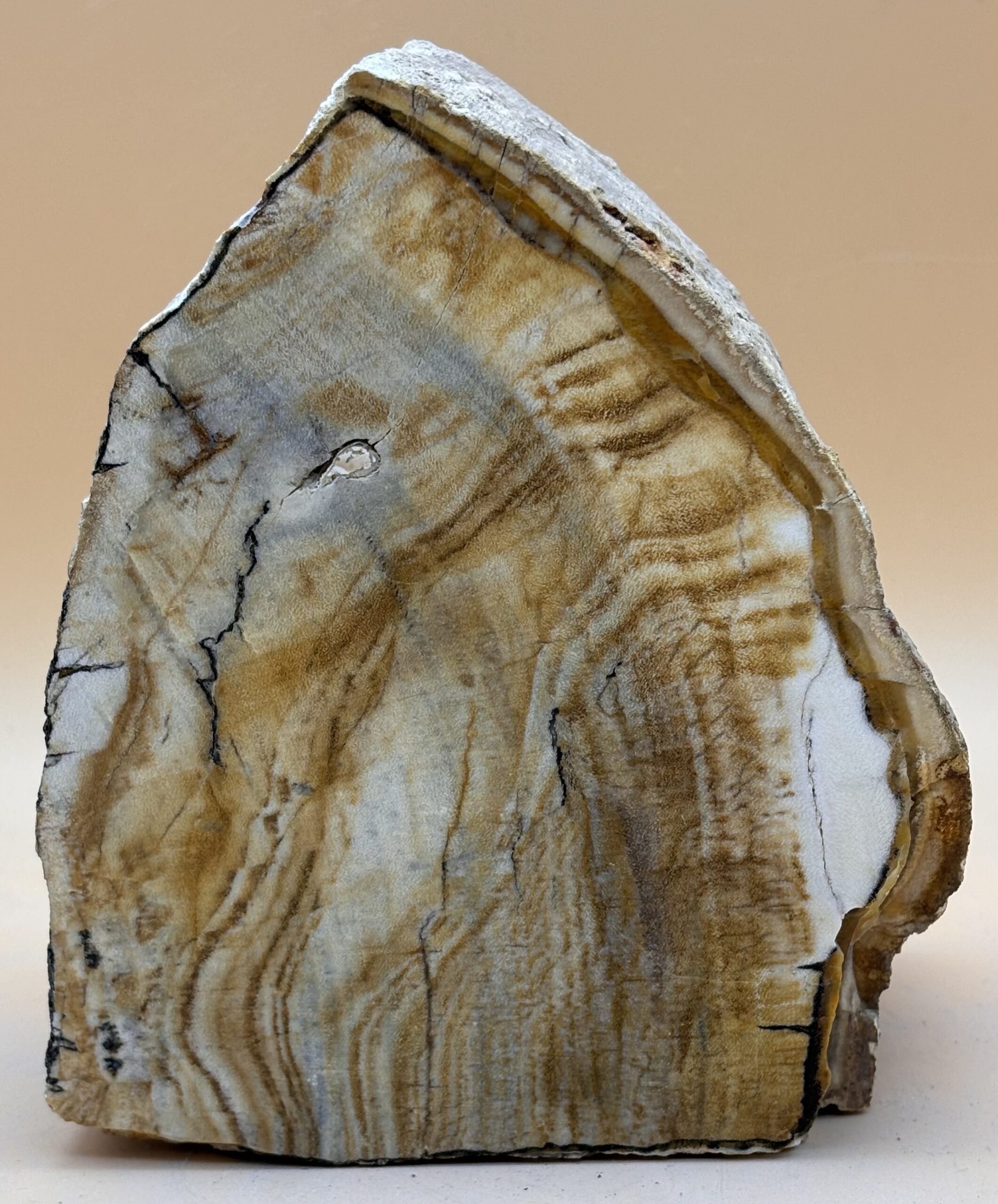Opalisiertes Holz