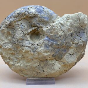 Jura Ammonit