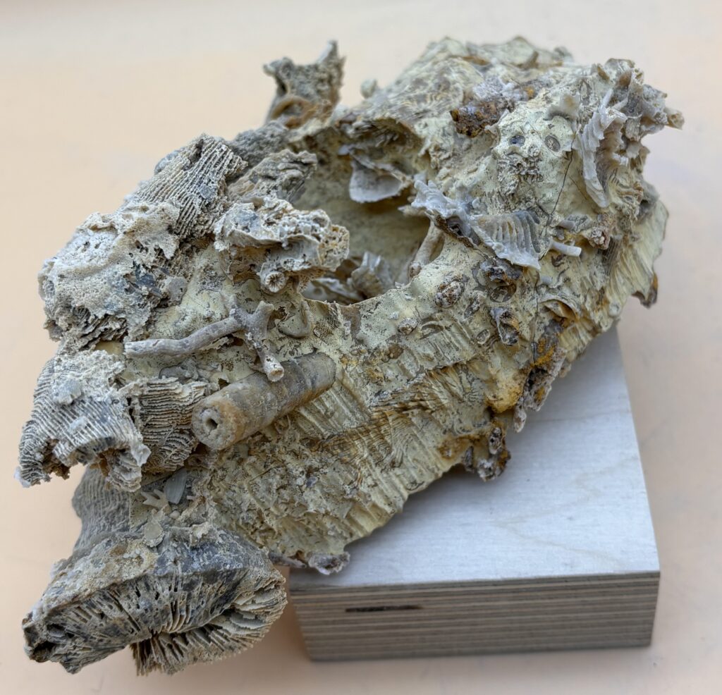 Korallenschutt Nattheim