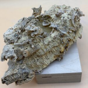 Korallenschutt Nattheim