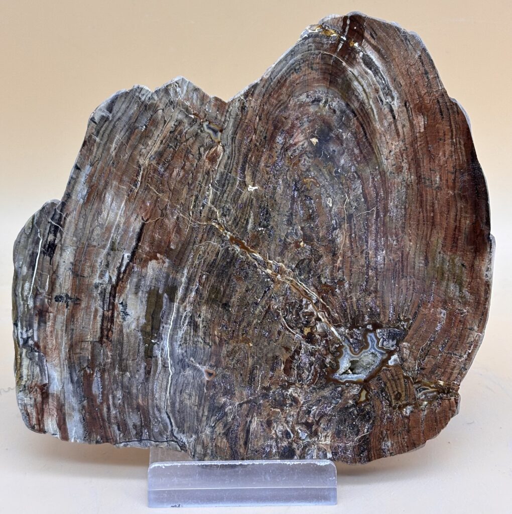 versteinertes Holz