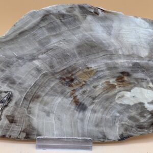 versteinertes Holz