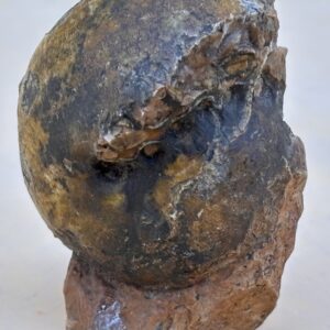Nautilus " Fossil"