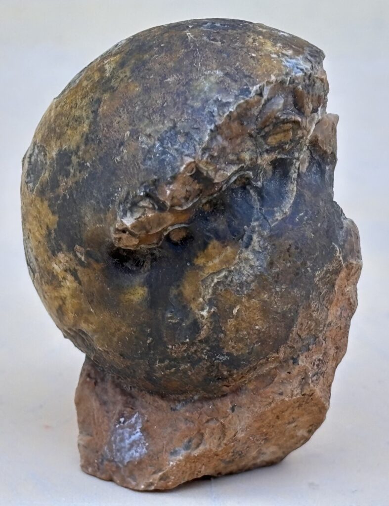 Nautilus " Fossil"