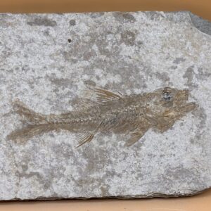 versteinerter Fisch aus der Provence