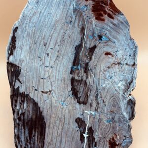 versteinertes Holz