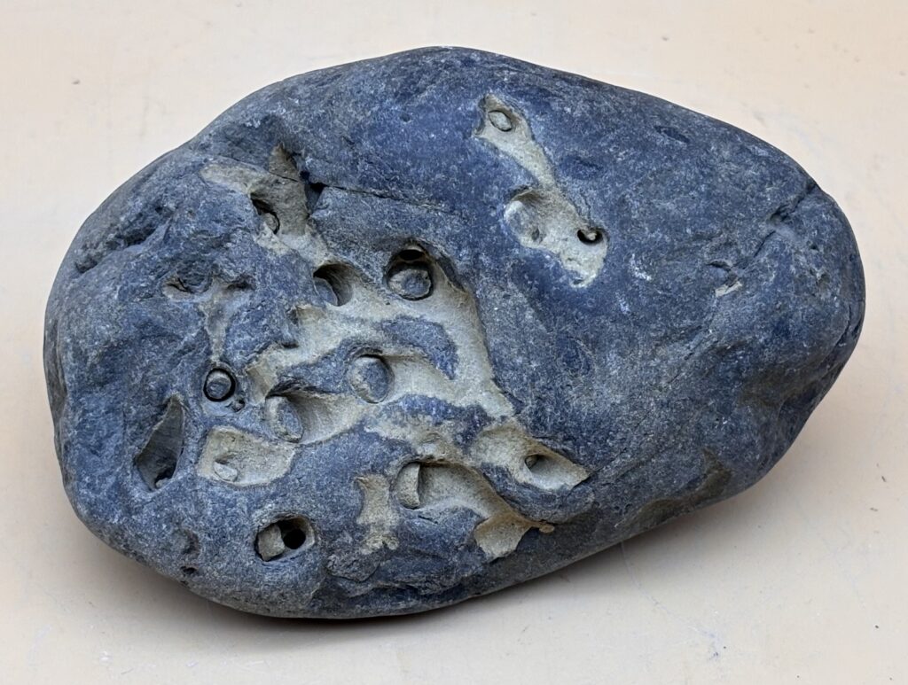 fossile Kalkröhrenwürmer