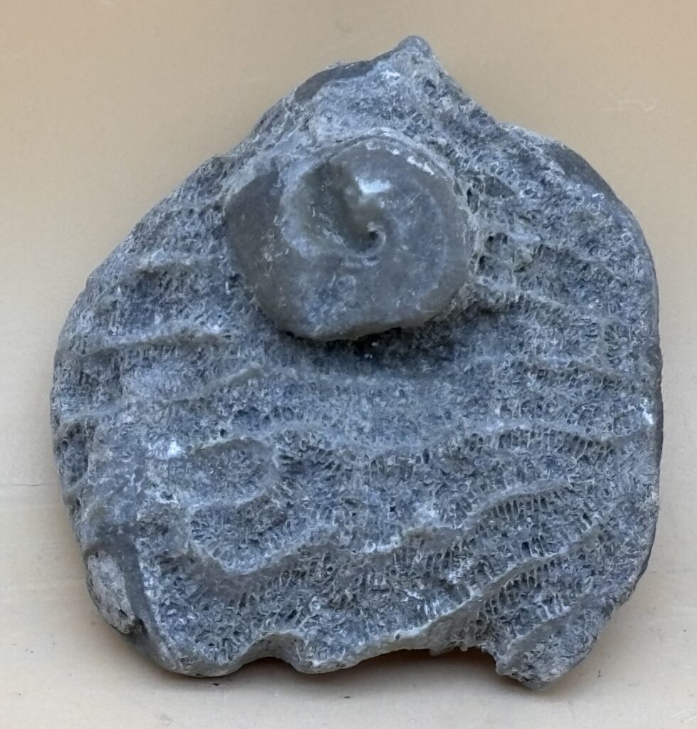 Byrozoen mit eingewachsener Gastropode
