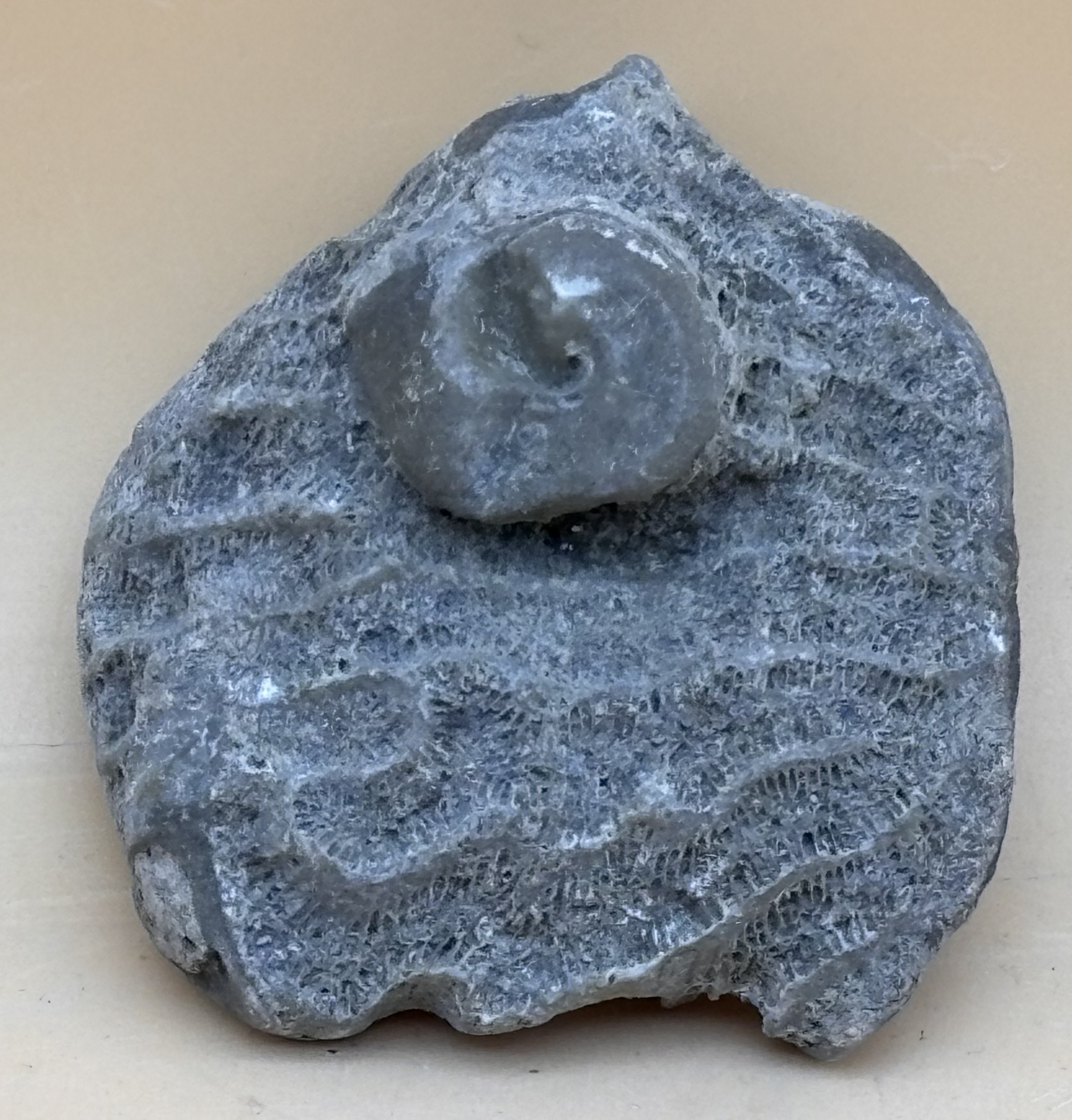 Byrozoen mit eingewachsener Gastropode