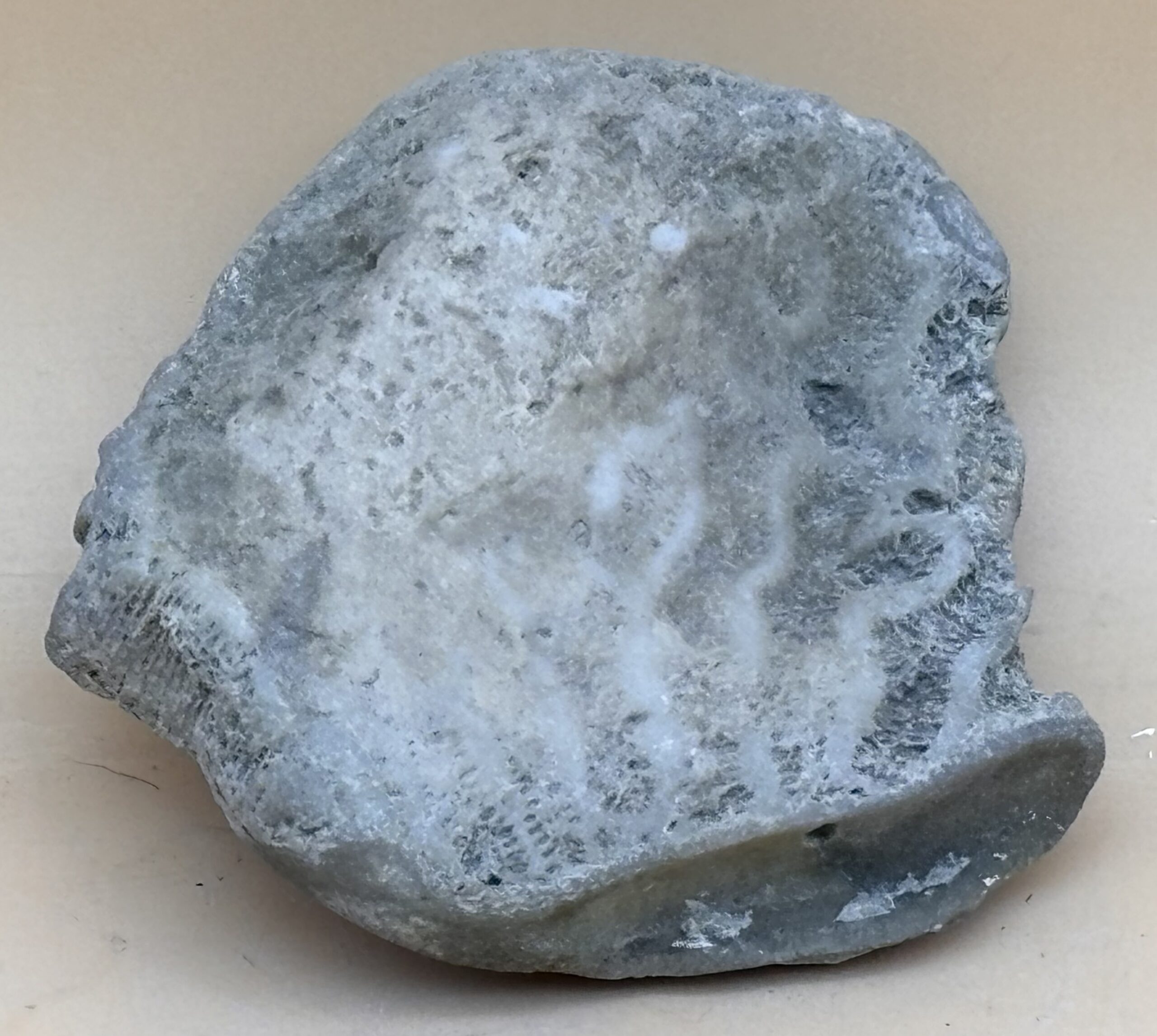 Byrozoen mit eingewachsener Gastropode – Bild 2