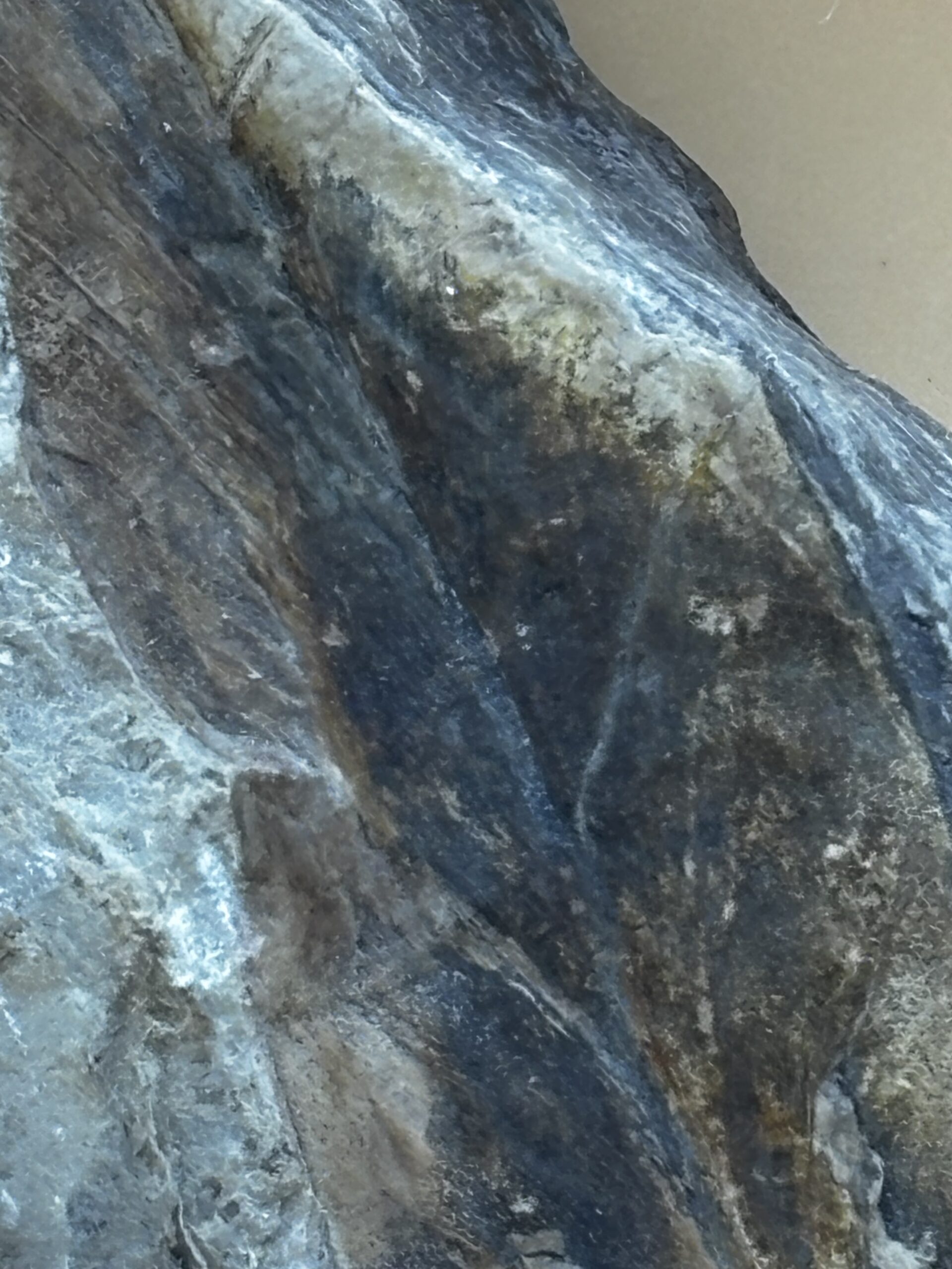fossiles Eukalyptusblatt – Bild 2