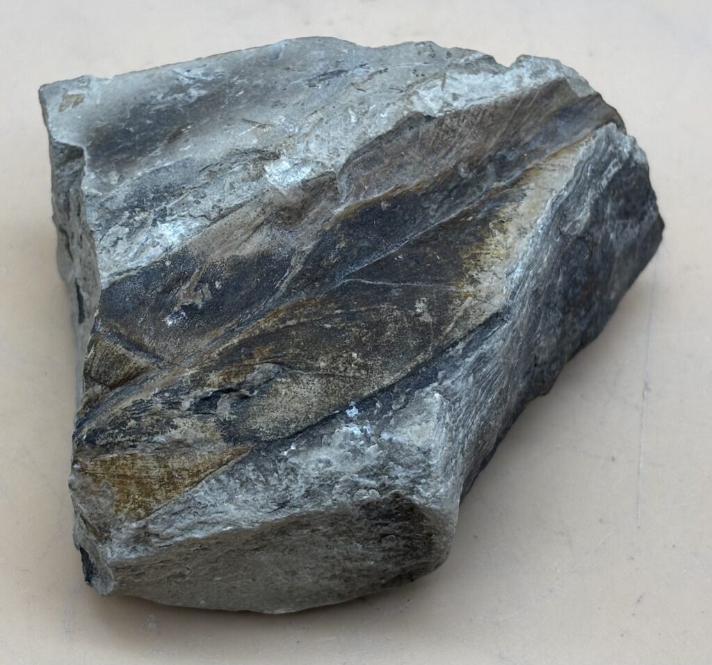 fossiles Eukalyptusblatt