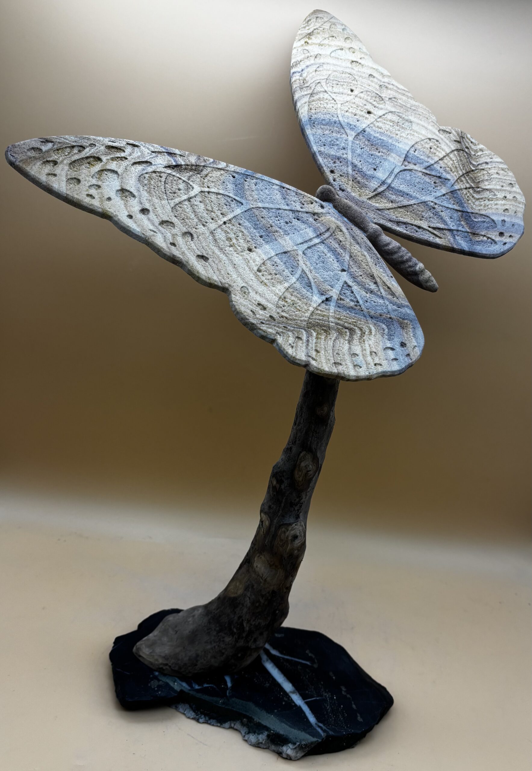 Schmetterling "Bruderfalter" – Bild 2