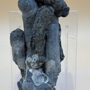 versteinerte Bohwurmgänge