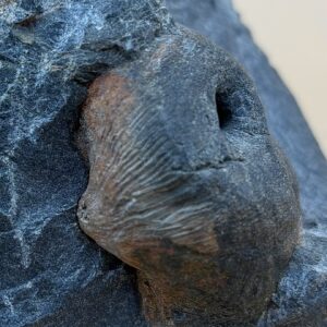 Fossil Moluske im Molassesandstein