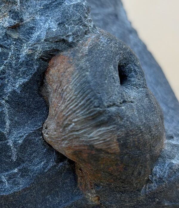 Fossil Molluske im Molassesandstein